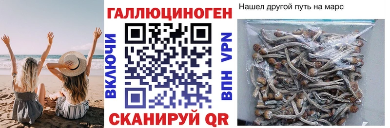 ссылка на мегу ТОР Циолковский Псилоцибиновые грибы мицелий
